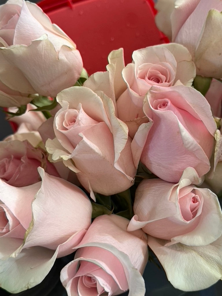 1 Dozen Premium Rose's Bouquet