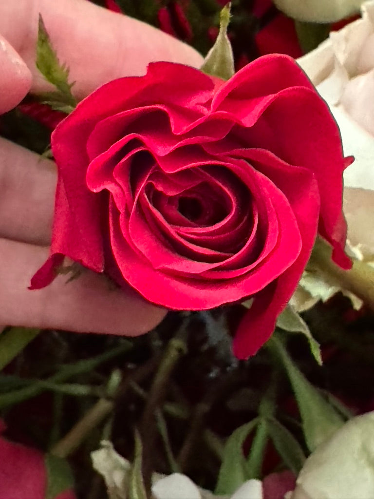 1/2 Dozen Premium Rose's Bouquet
