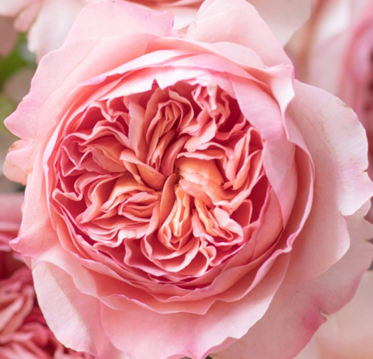 Luxury Rose Specials