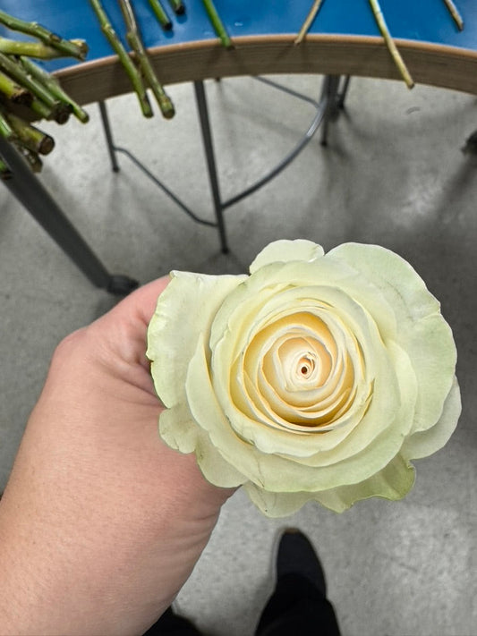 1 Dozen Premium Rose's Bouquet