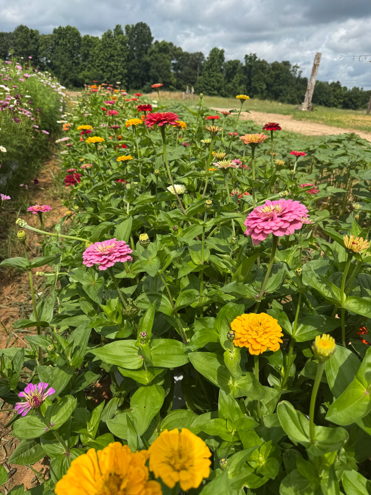Grow With Us-  Founders Flower Passes