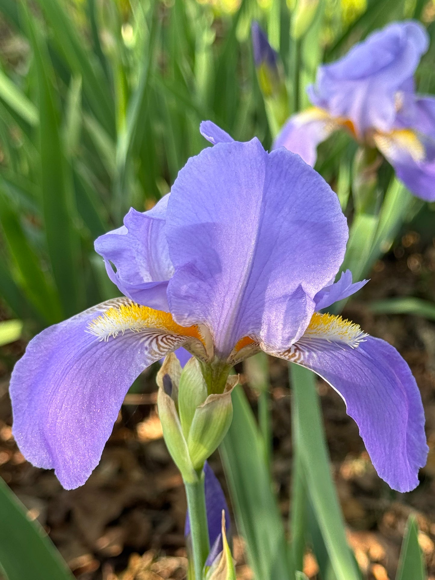 Grow With Us-  Founders Flower Passes