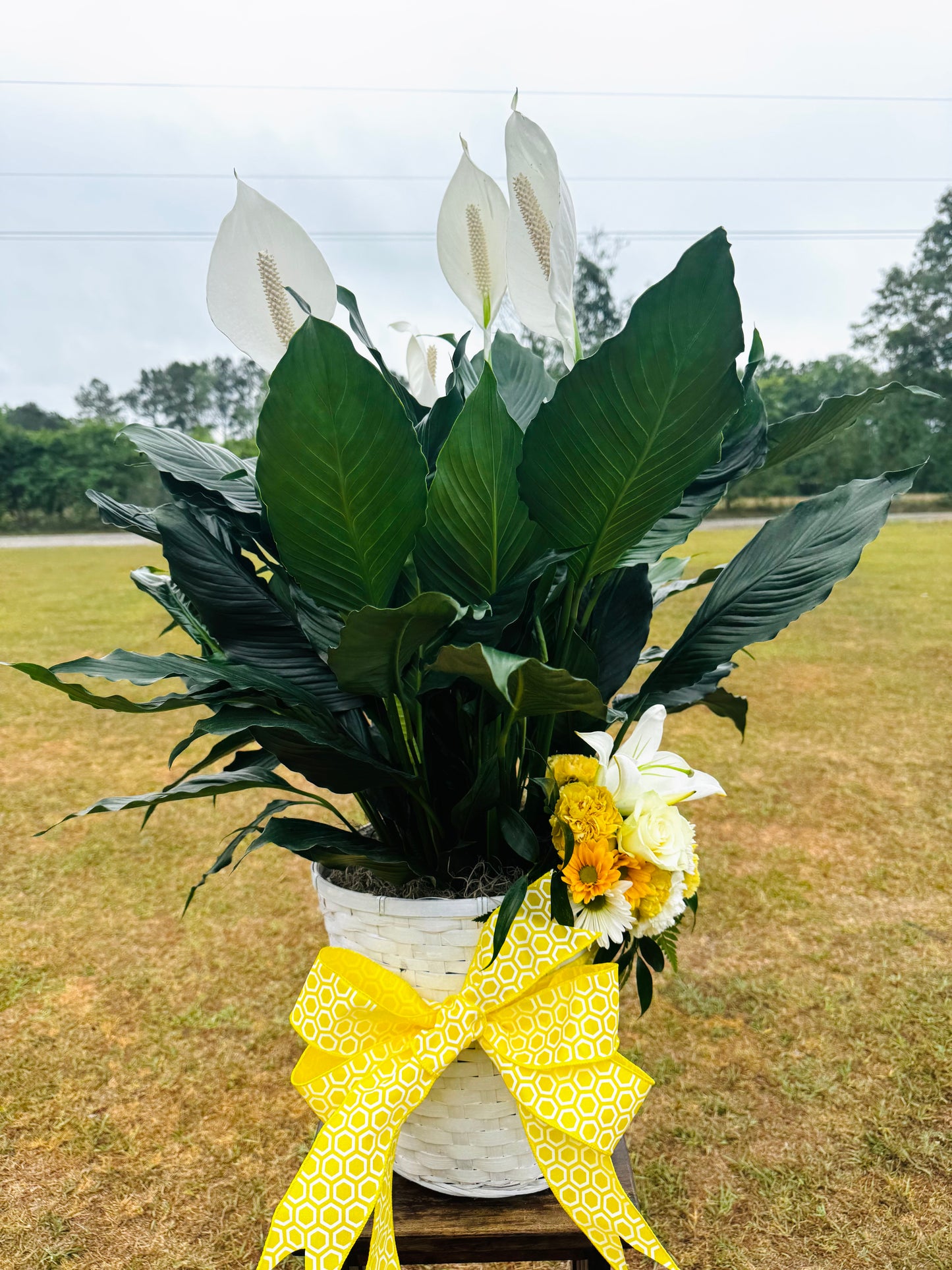 Peace Lily Plant