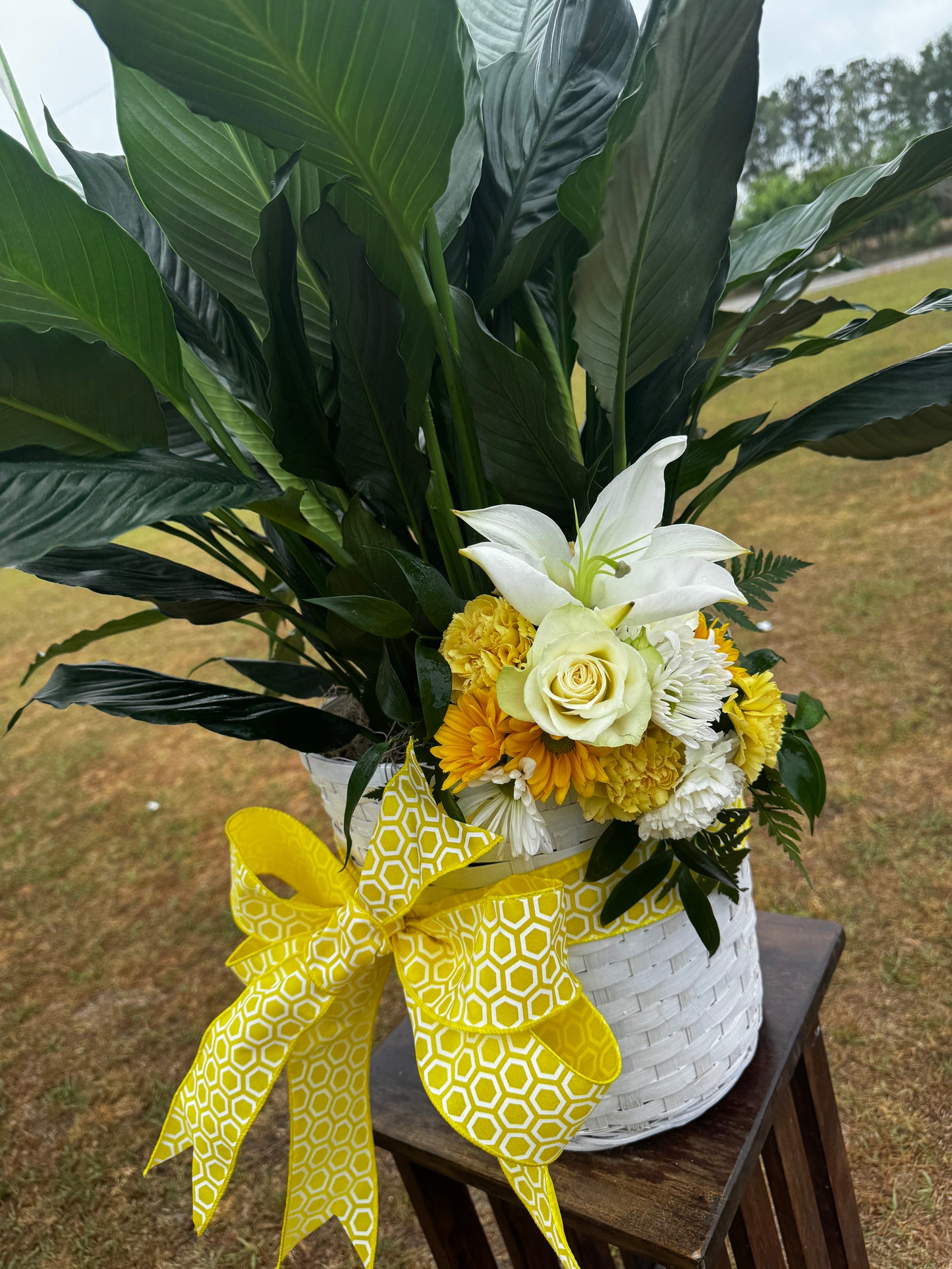 Peace Lily Plant