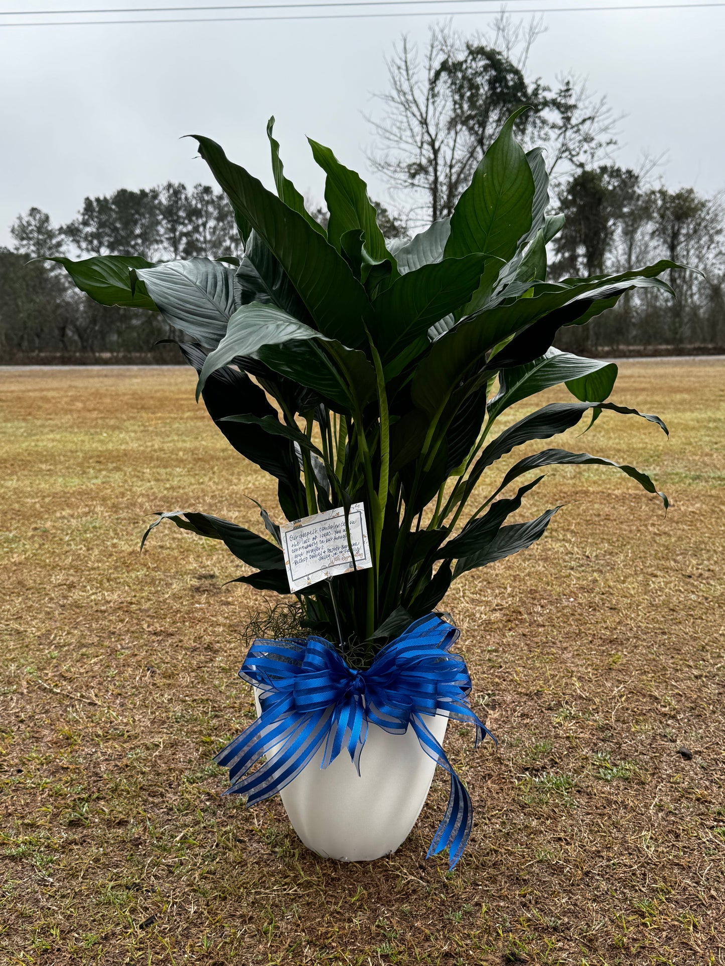 Peace Lily Plant