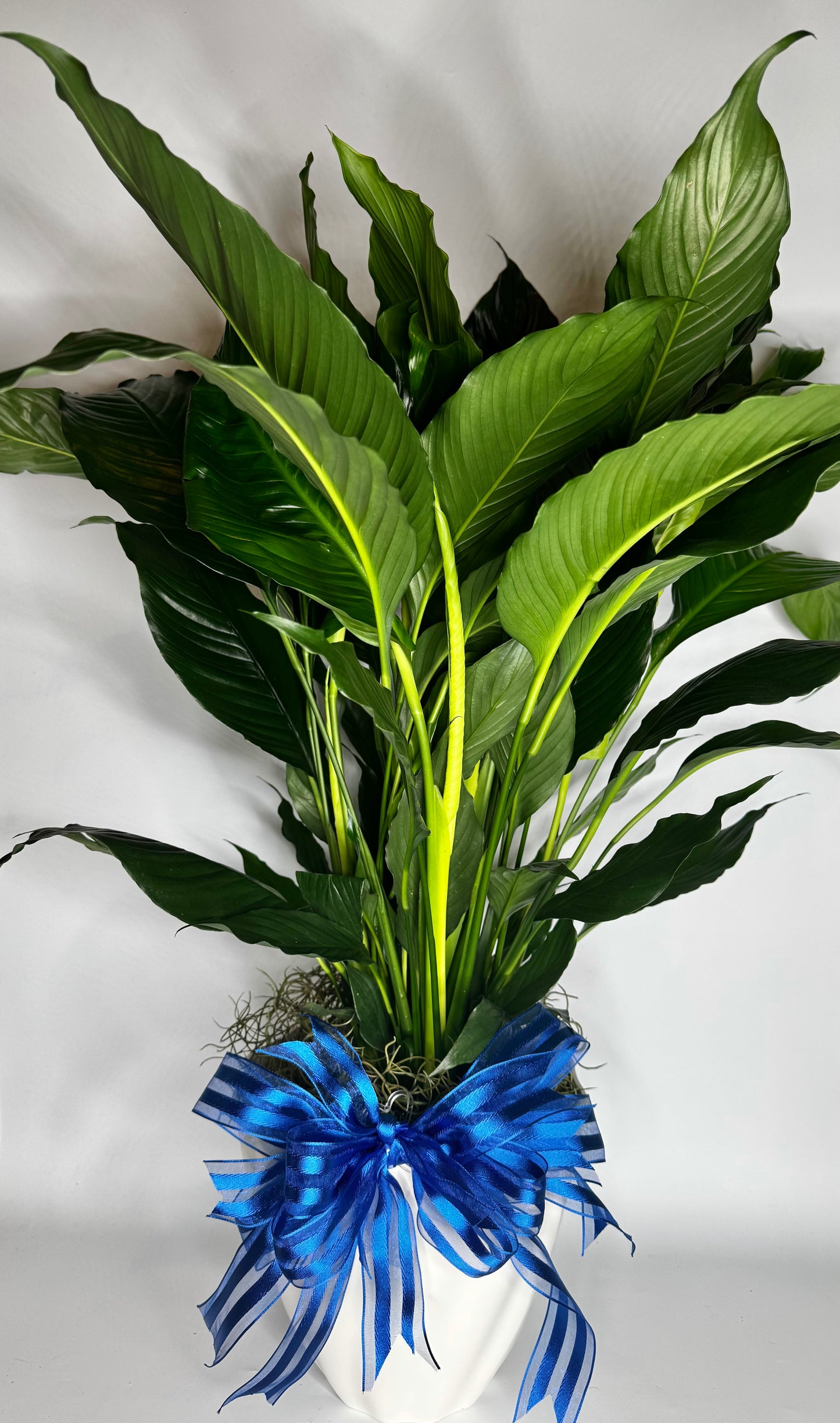 Peace Lily Plant