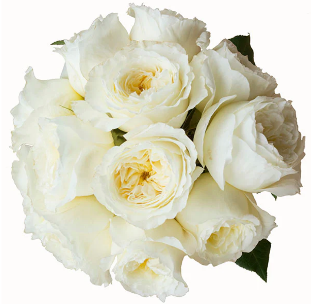 Luxury Rose Specials