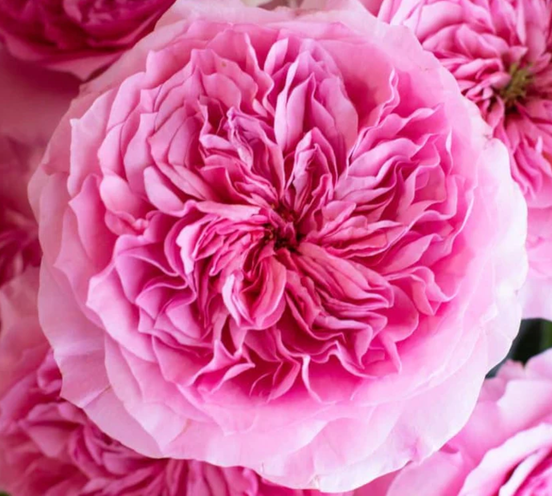 Luxury Rose Specials
