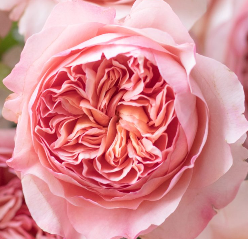Luxury Rose Specials