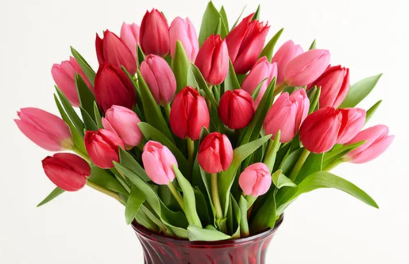 Valentine's Tulips
