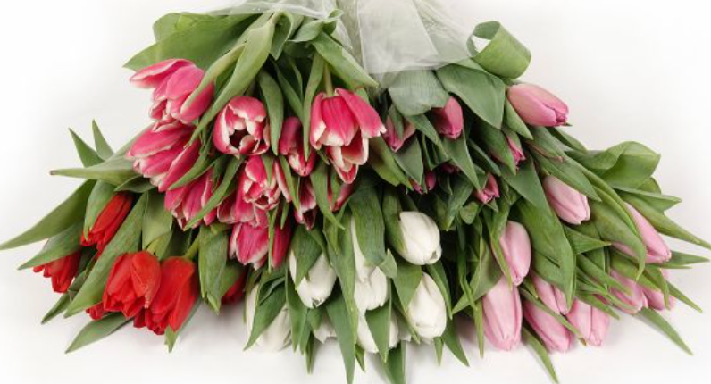 Valentine's Tulips