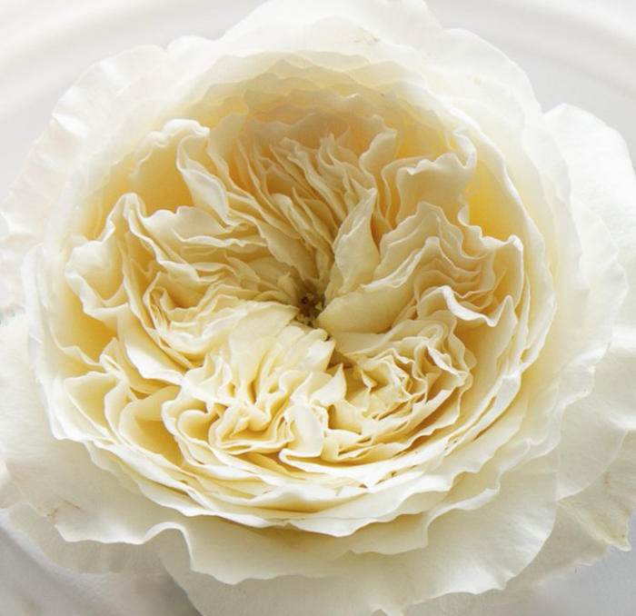 Luxury Rose Specials