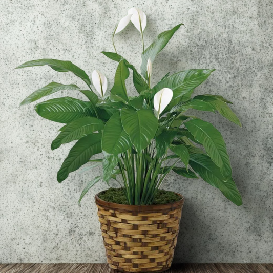 Peace Lily